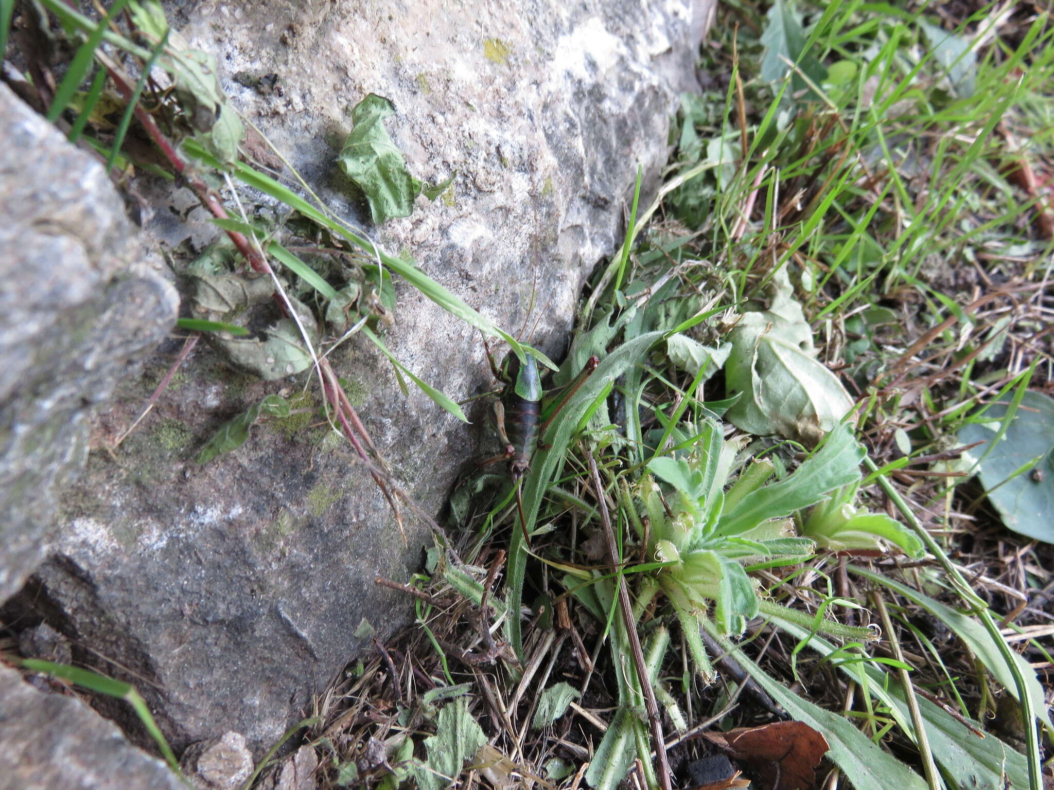 Image of Eupholidoptera tyrrhenica Allegrucci, Massa, Trasatti & Sbordoni 2014