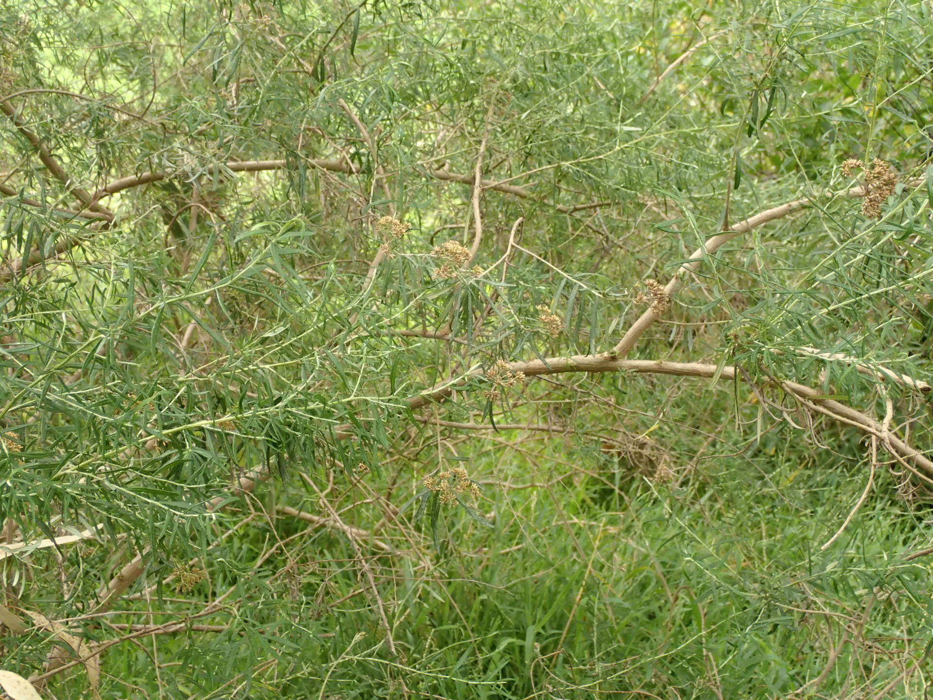 Ozothamnus argophyllus (A. Cunn. ex DC.) A. A. Anderberg resmi