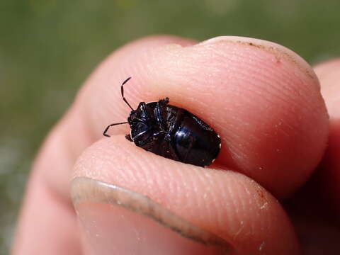 Image of <i>Canthophorus dubius</i>