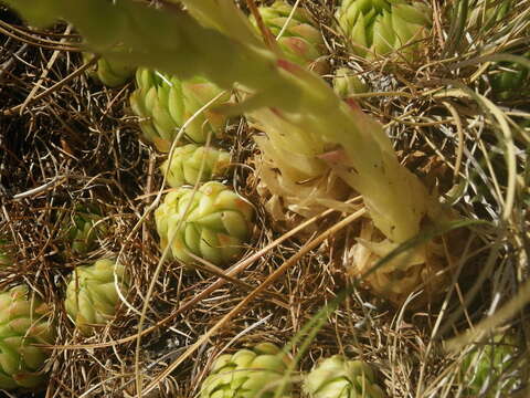 Imagem de Sempervivum globiferum subsp. allionii (Jord. & Fourr) H.