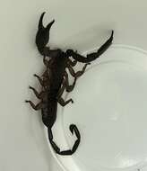 Image of Flat rock scorpion