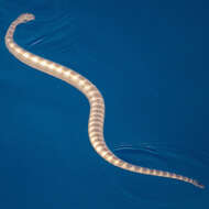 Image of Persian Gulf Sea Snake