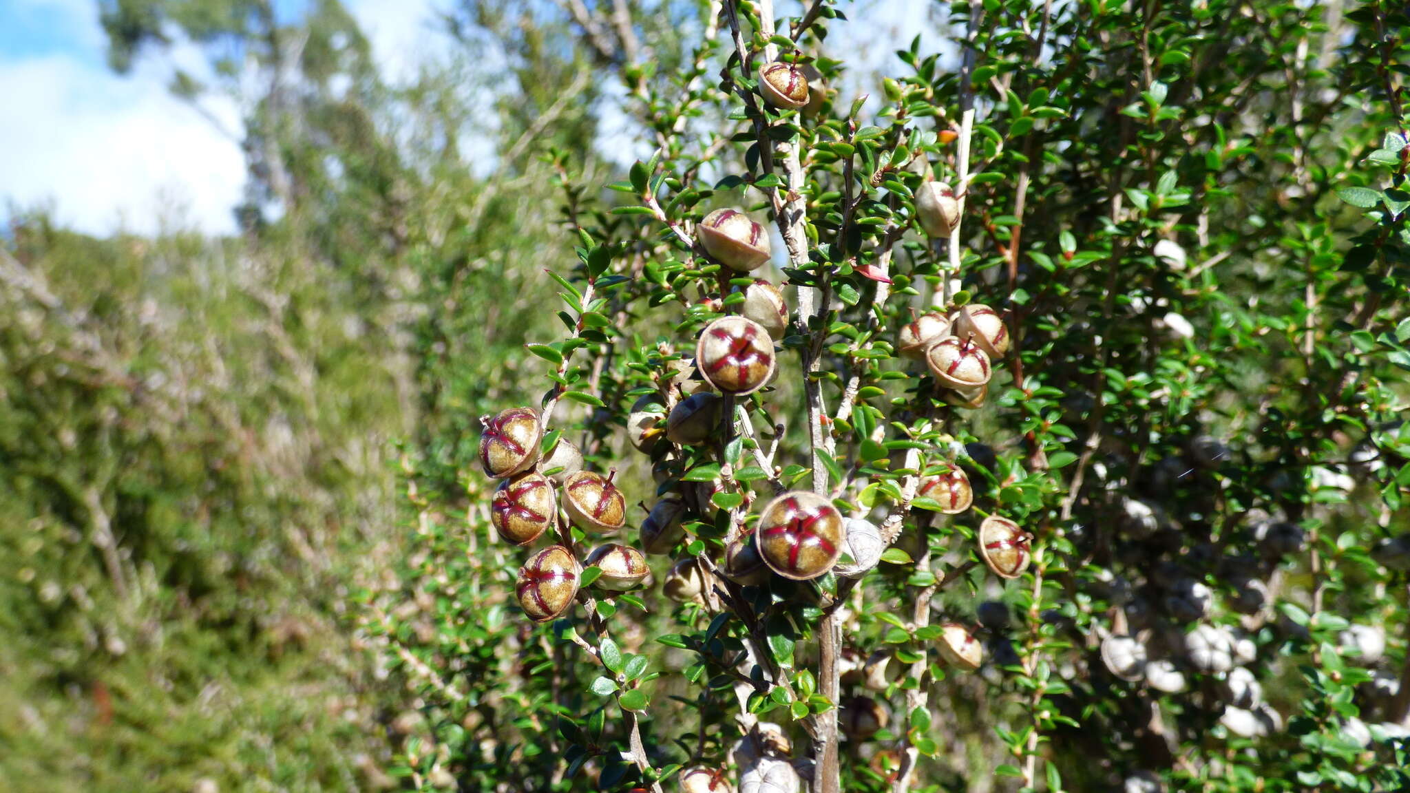 Imagem de Melaleuca squamea Labill.