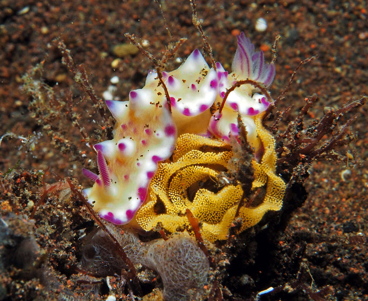 Image of Purple tipped multi-pustuled slug