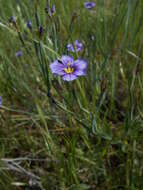 Image of western blue-eyed grass