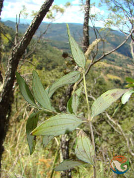 Image of Perymenium discolor Schrad.