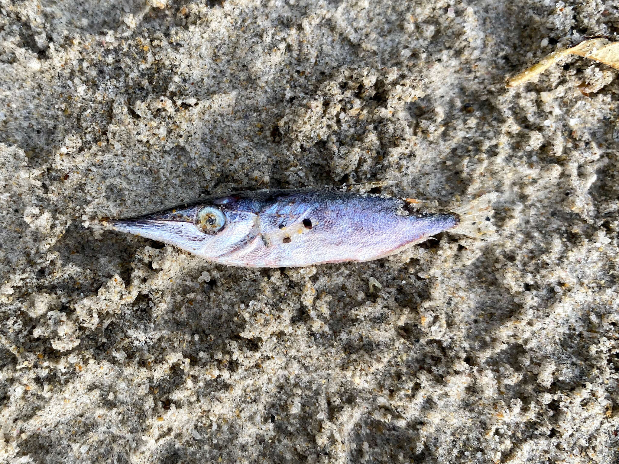 Image of Slender snipefish