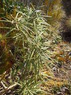 Слика од Olearia lacunosa Hook. fil.