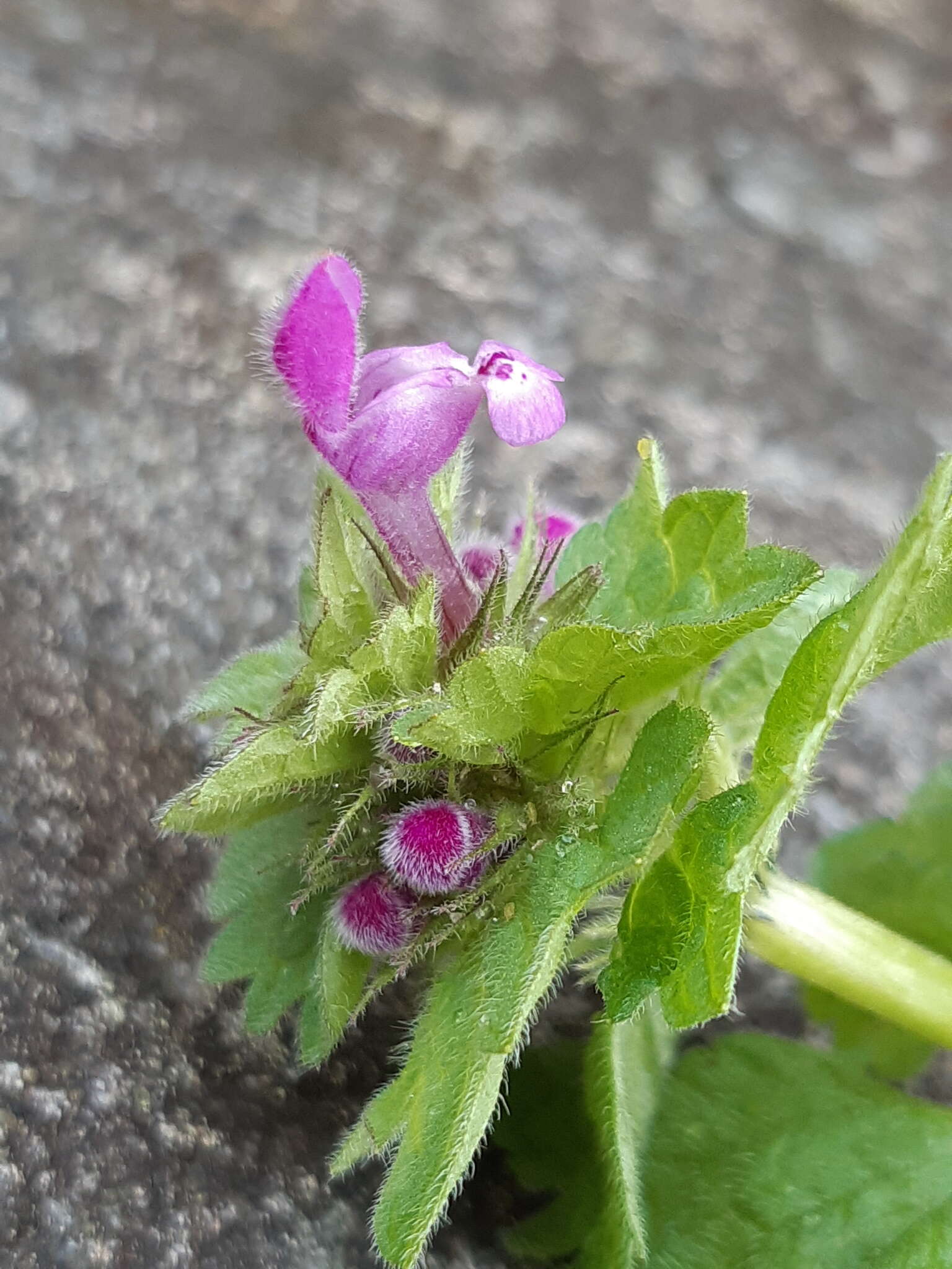 Image of Lamium confertum Fr.