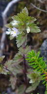 Imagem de Euphrasia wettsteinii G. L. Gusarova