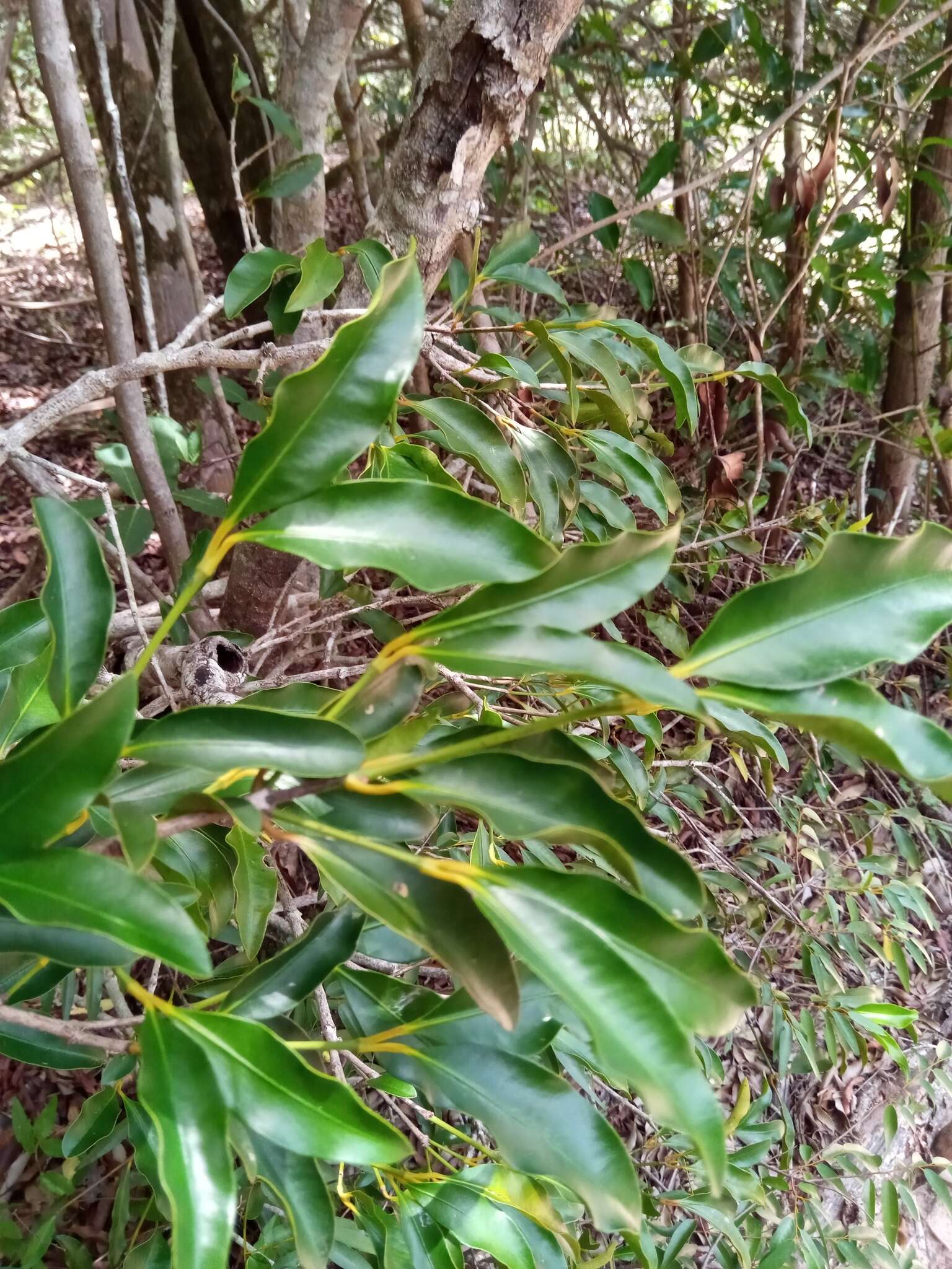 Image of Garcinia arenicola (Jum. & H. Perrier) P. W. Sweeney & Z. S. Rogers