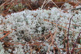 Imagem de Cladonia stygia (Fr.) Ruoss