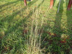 Image of Long-Spike Fluff Grass