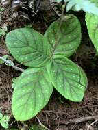 Image of Gloxinia erinoides (DC.) Roalson & Boggan