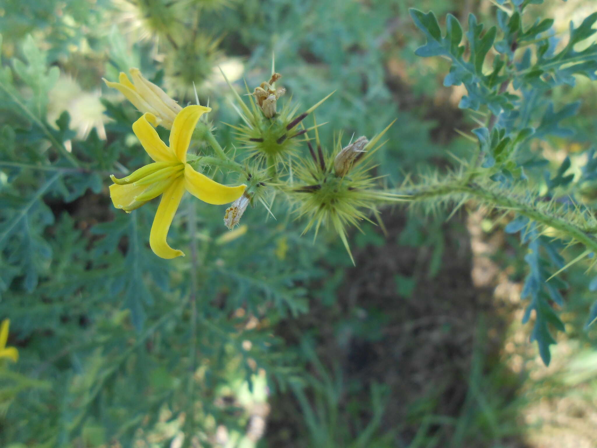 Image of Sonoran nightshade