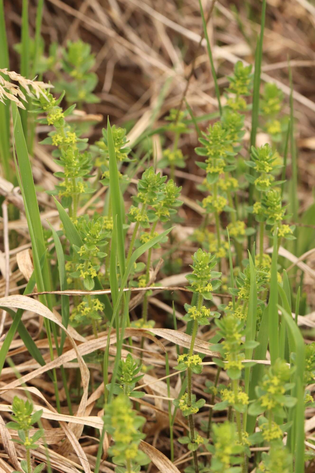 Image of Cruciata glabra subsp. krylovii (Iljin) E. G. Naumova