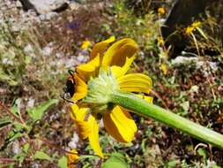 Image of mountain oxeye