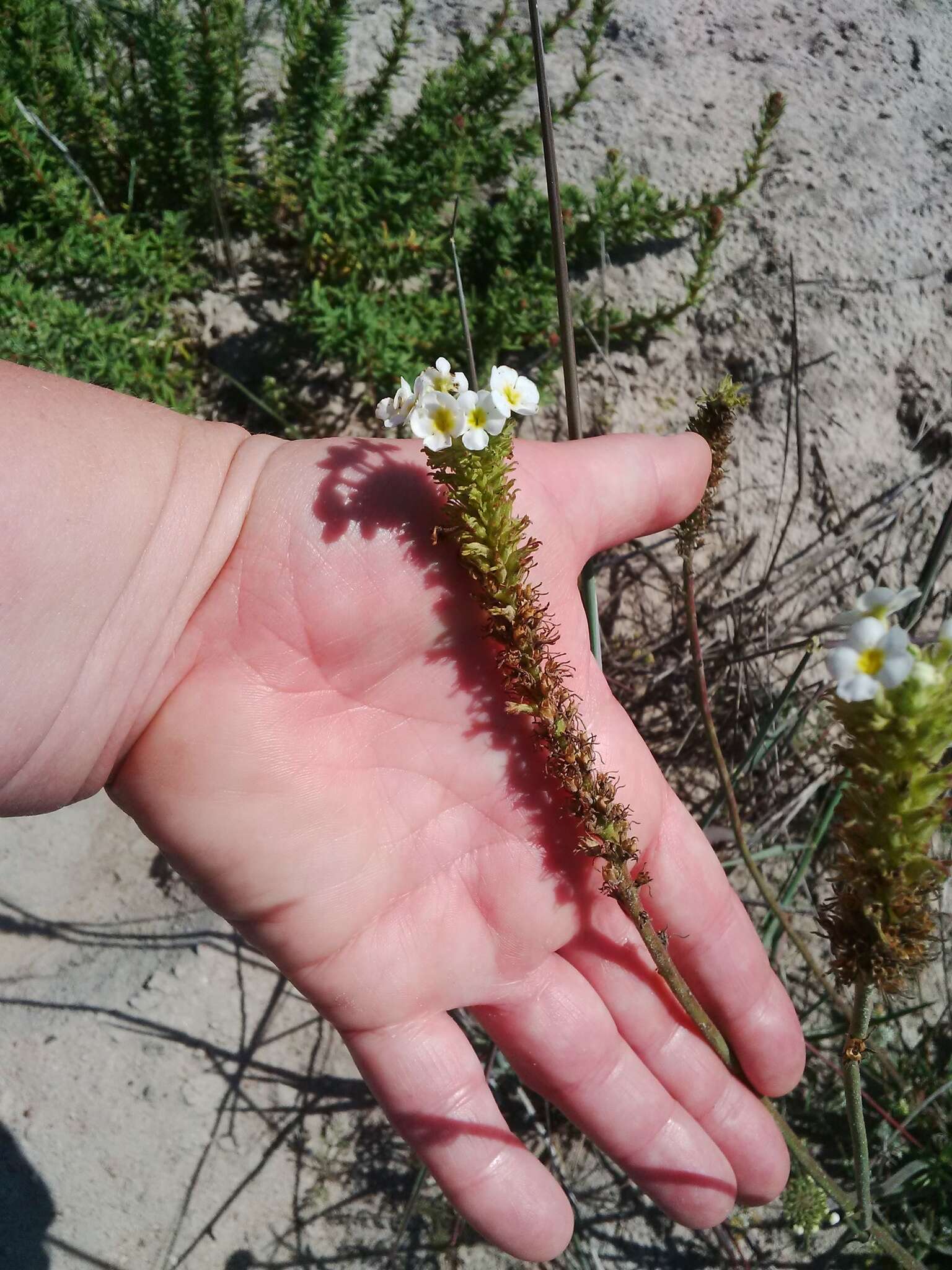 Image of Manulea altissima L. fil.