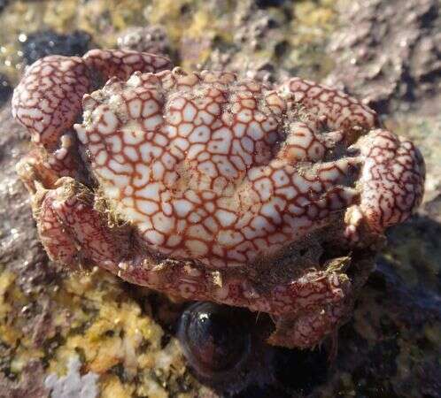 Image of Risso's crab