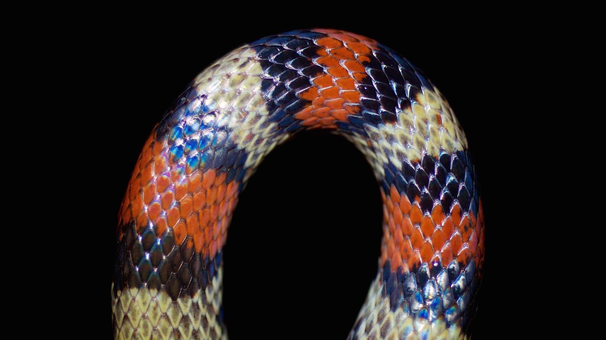 Image of Florida Scarlet Snake