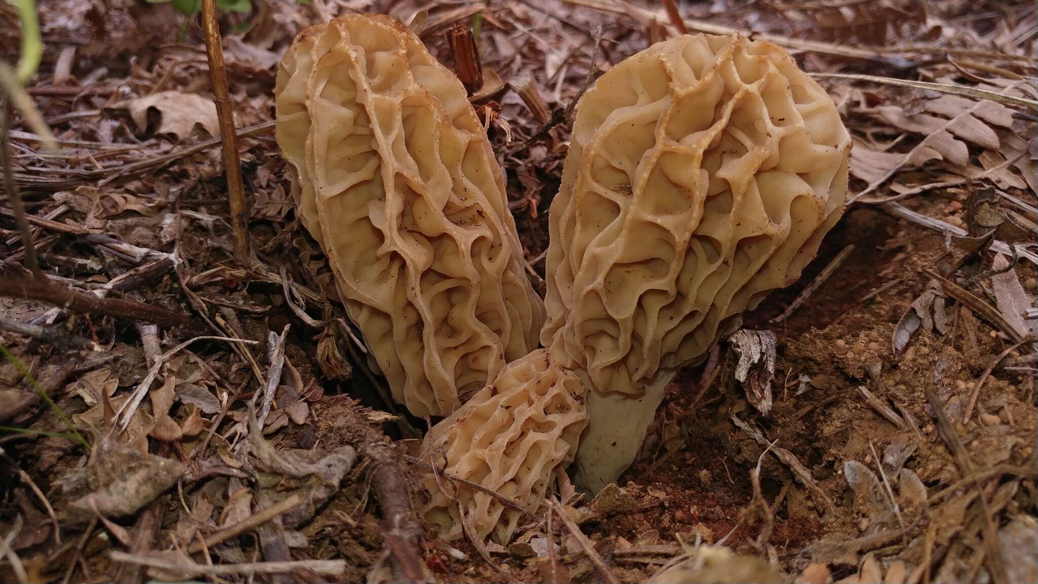 Image of Morchella tridentina Bres. 1898