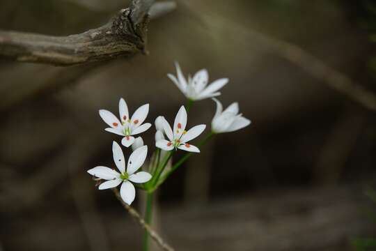 Image of Allium subhirsutum L.