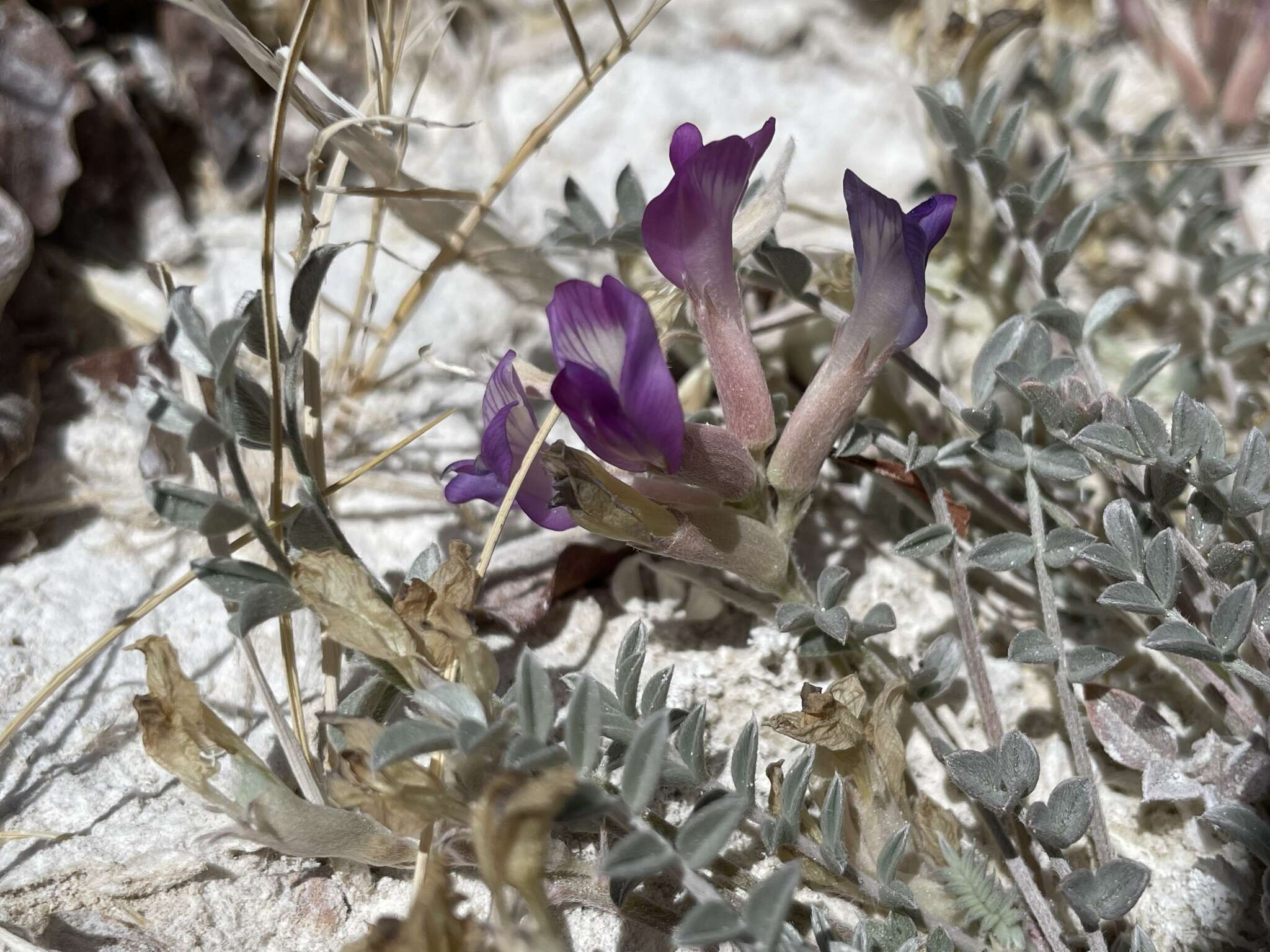 Imagem de <i>Astragalus <i>argophyllus</i></i> var. argophyllus