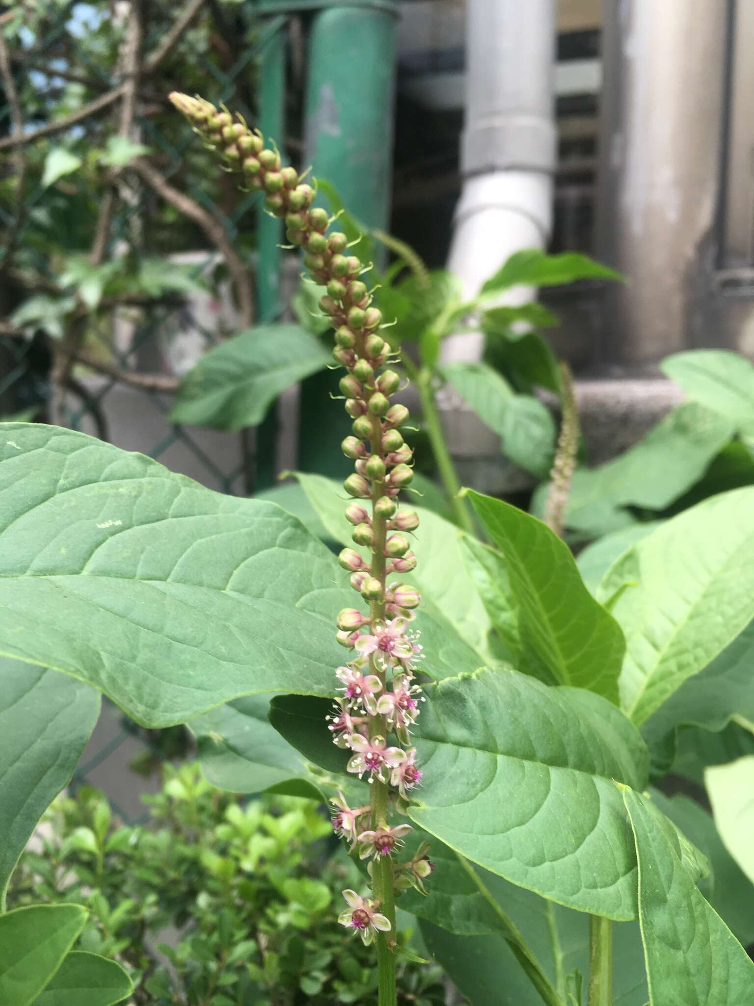 Image of Mexican pokeweed