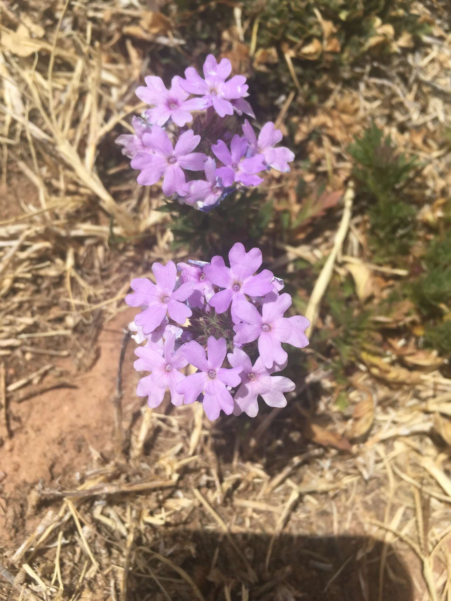 Image of Davis Mountain mock vervain