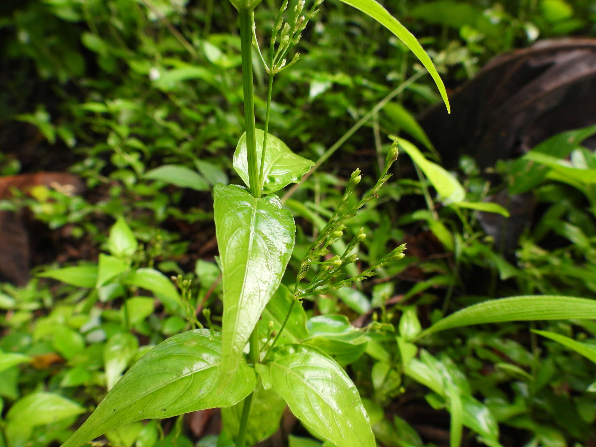 Image of Marsh Water-Willow