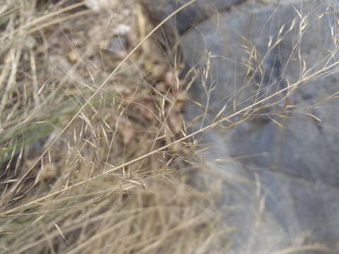 Muhlenbergia elongata Scribn. ex Beal resmi