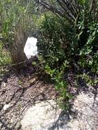 Image of large white petunia