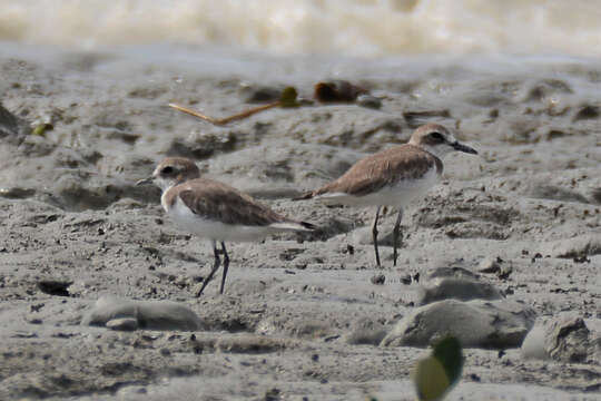 Image of Greater Sand Plover