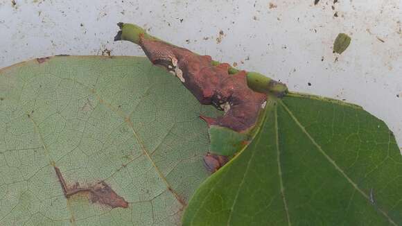 Image of Morning-glory Prominent