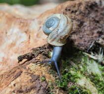 Image of Thiessea sphaeriostoma (Bourguignat 1857)