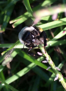 Image of Common Eastern Bumblebee