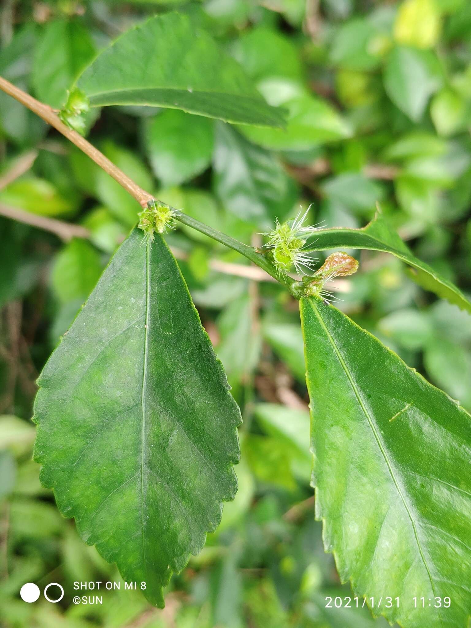 Acalypha siamensis Oliv. ex Gage resmi