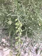 Reseda stenostachya Boiss.的圖片