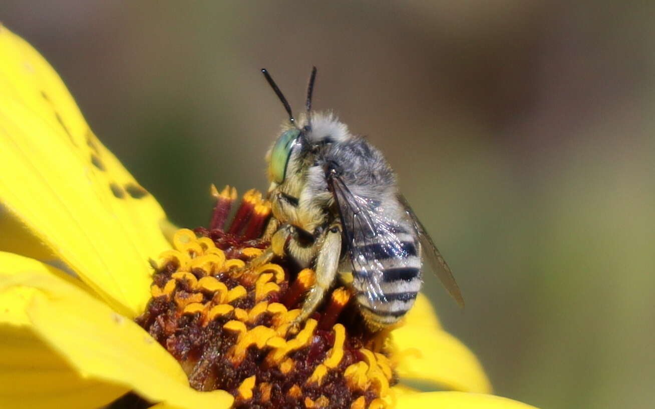 Image of Anthophora curta Provancher 1895