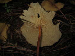 Image of Marasmius cladophyllus Berk. 1856