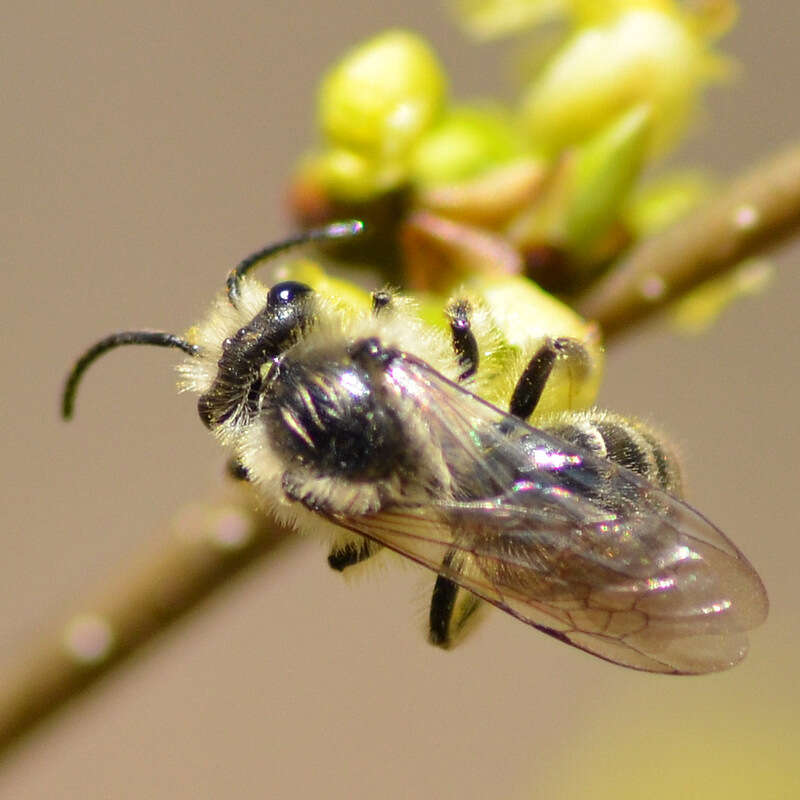 Sivun Colletes inaequalis Say 1837 kuva