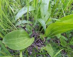 Imagem de Plantago cornuti Gouan