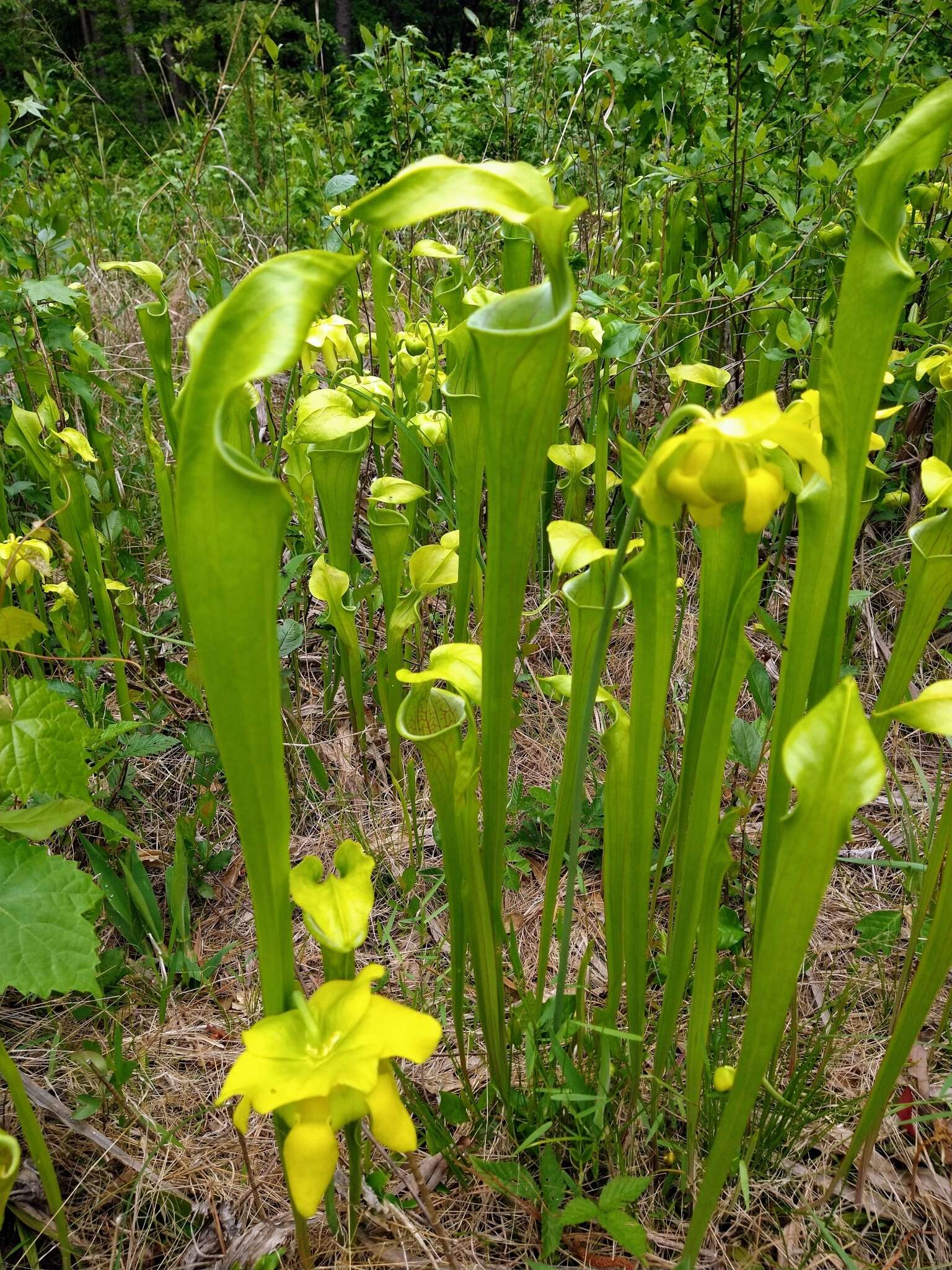 Image of Green Pitcherplant