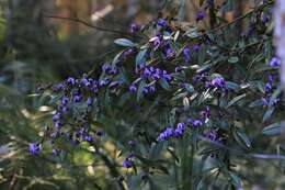 Слика од Hovea acutifolia G. Don