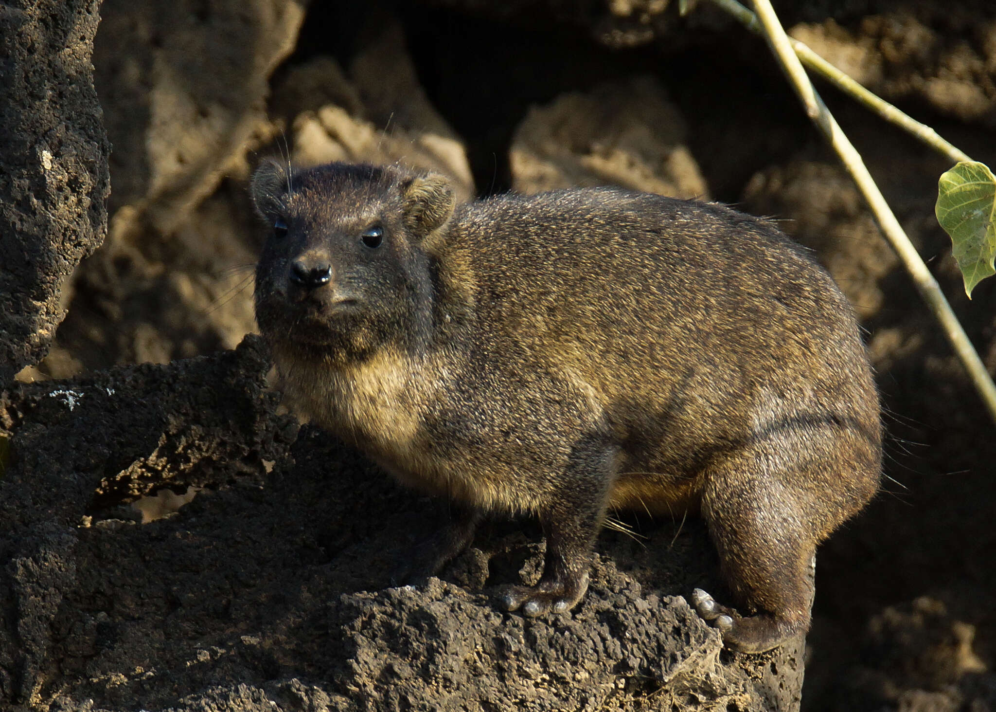 Image of Procavia capensis habessinicus (Hemprich & Ehrenberg 1832)