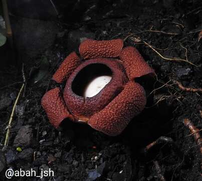 Image of Rafflesia rochussenii Teysm. & Binn.