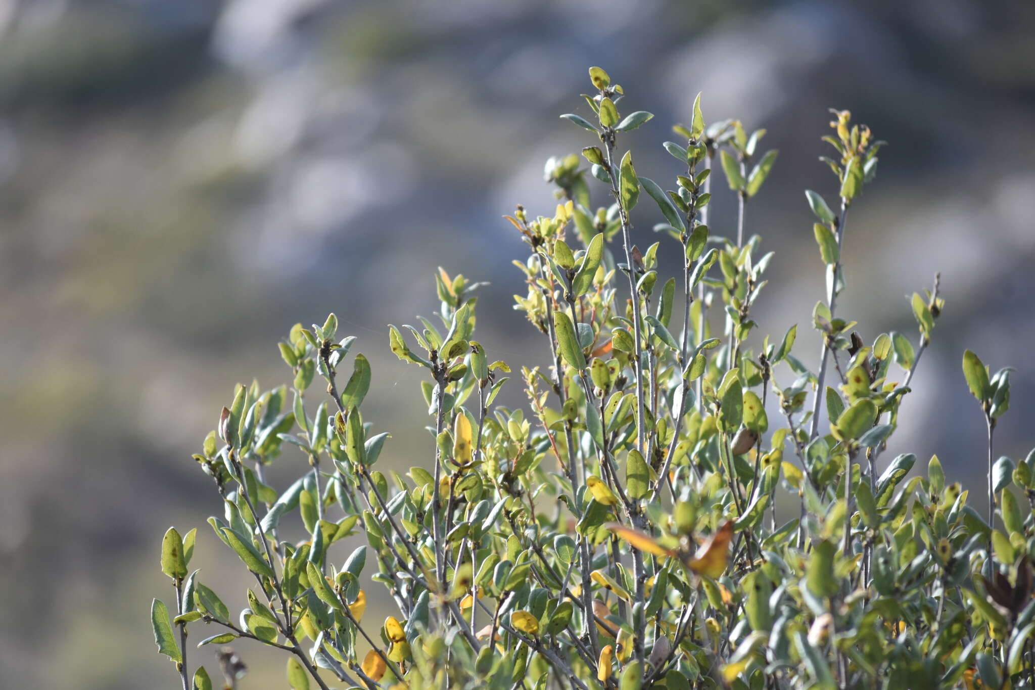 Image of Cedros Island Oak