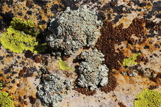 Image of Orange rock-posy