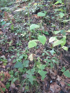 Image of Lactuca raddeana Maxim.