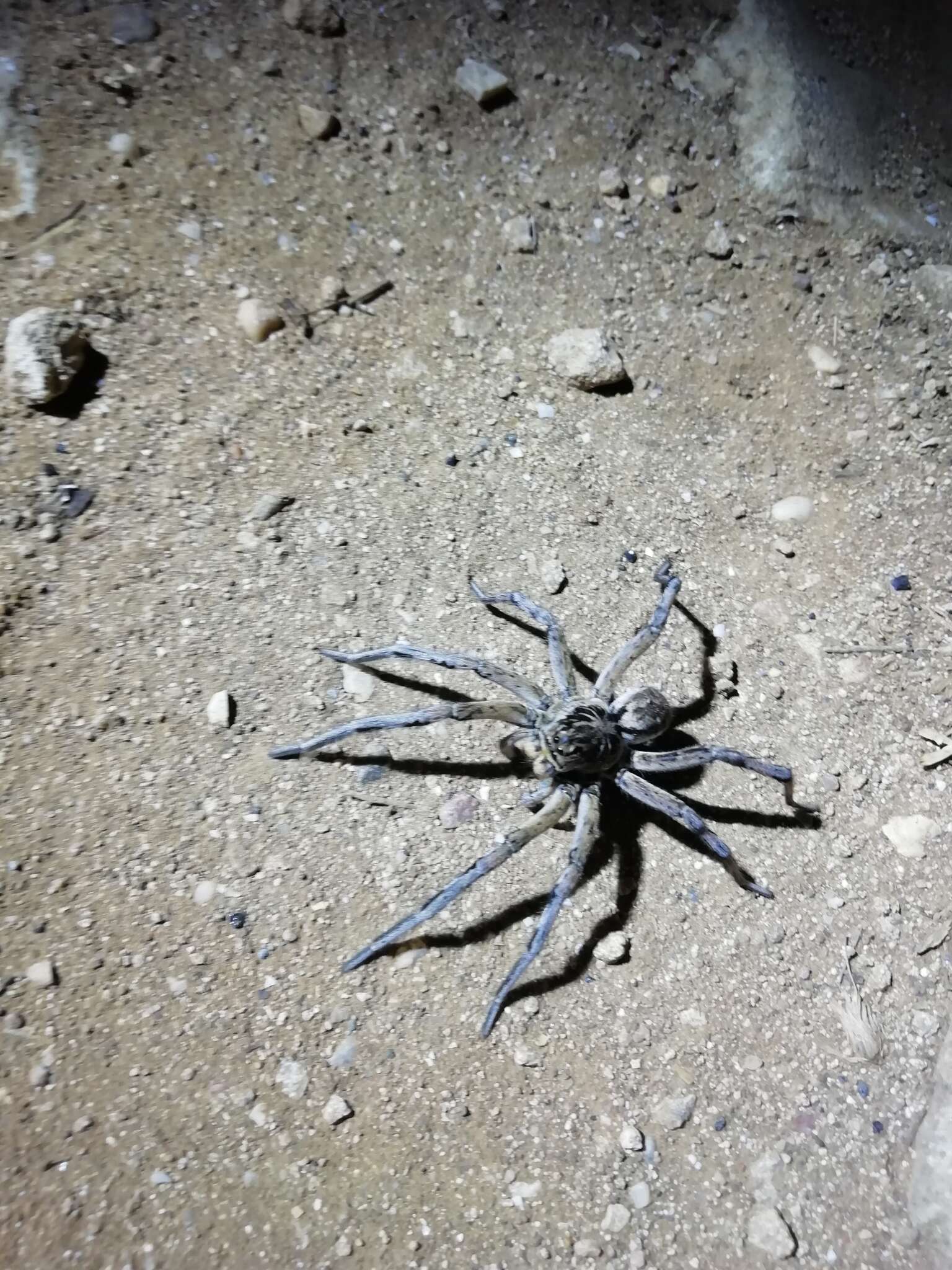 Image of Geolycosa vultuosa (C. L. Koch 1838)